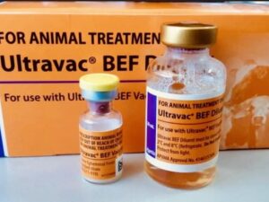 BOVINE EPHEMERAL FEVER VACCIN