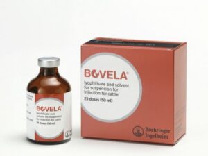 Bovela