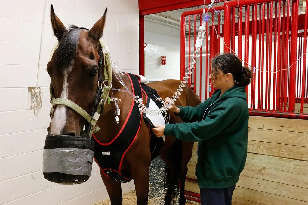 Medication for horse